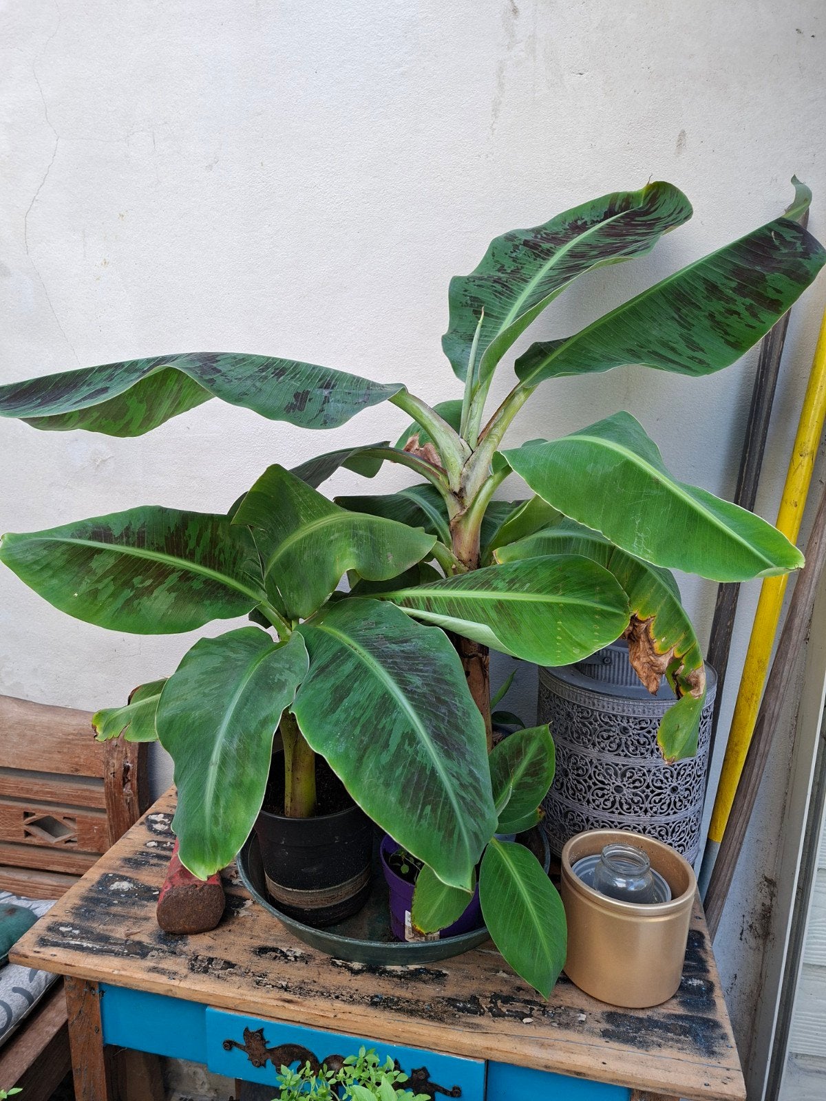 bananenplanten binnen # maten, Tuin en Terras, Ophalen