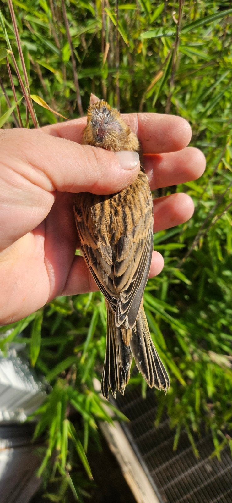 Kanaries te koop, Dieren en Toebehoren, Vogels | Kanaries, Meerdere dieren, Kleurkanarie