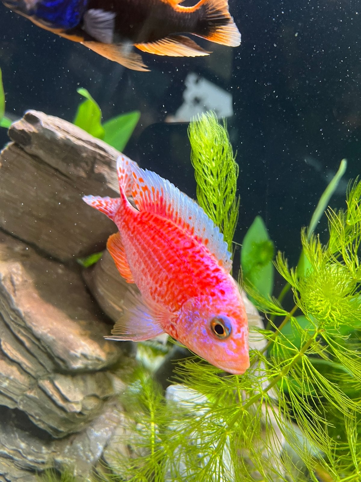 Fire fish