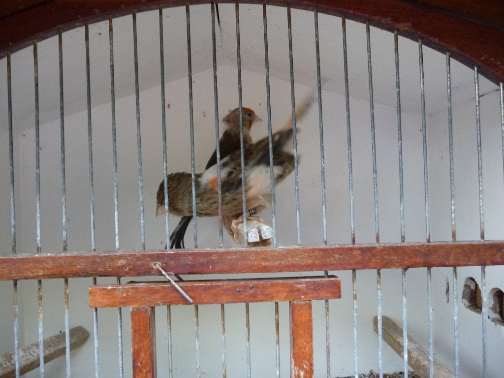 kanaries, Dieren en Toebehoren, Vogels | Kanaries, Kleurkanarie