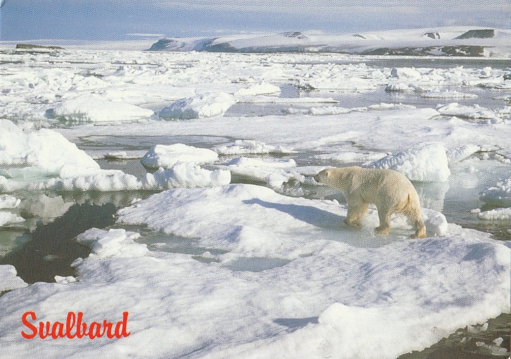 IJSBEER  in  NOORWEGEN, Collections, Cartes postales | Animaux, Envoi, Non affranchie, Animal sauvage
