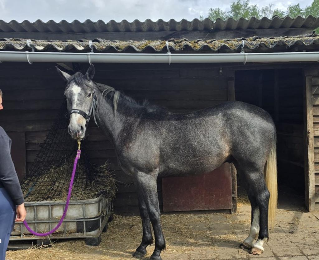 Veelbelovende 3-jarige ruin – Moedersvader Cardento (Elite), Dieren en Toebehoren, Paarden, Springpaard, Met stamboom, Ruin, 3 tot 6 jaar