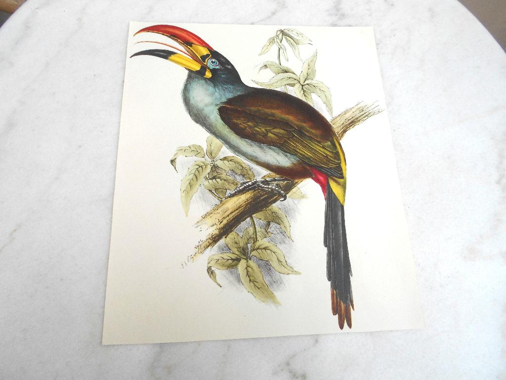 ancienne gravure oiseau coloré JE Gould à encadrer, Enlèvement ou Envoi, Faune et Flore, Gravure, Verso blanc