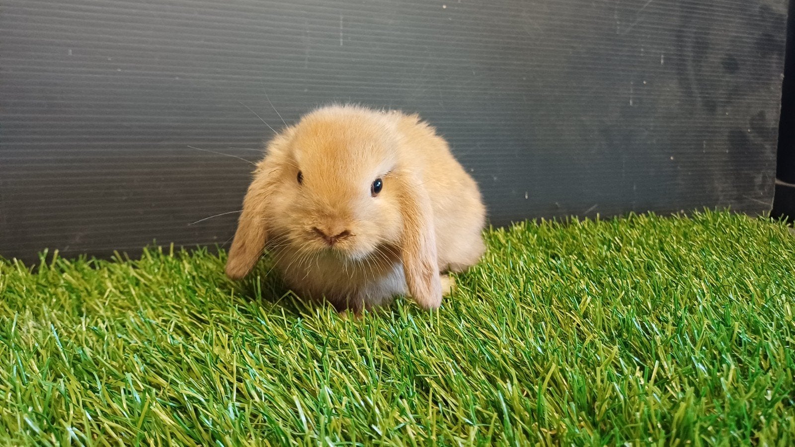 Raszuivere zindelijke handtamme vrouwelijke minilop jong, Dieren en Toebehoren, Konijnen, Vrouwelijk, Dwerg, Hangoor, 0 tot 2 jaar