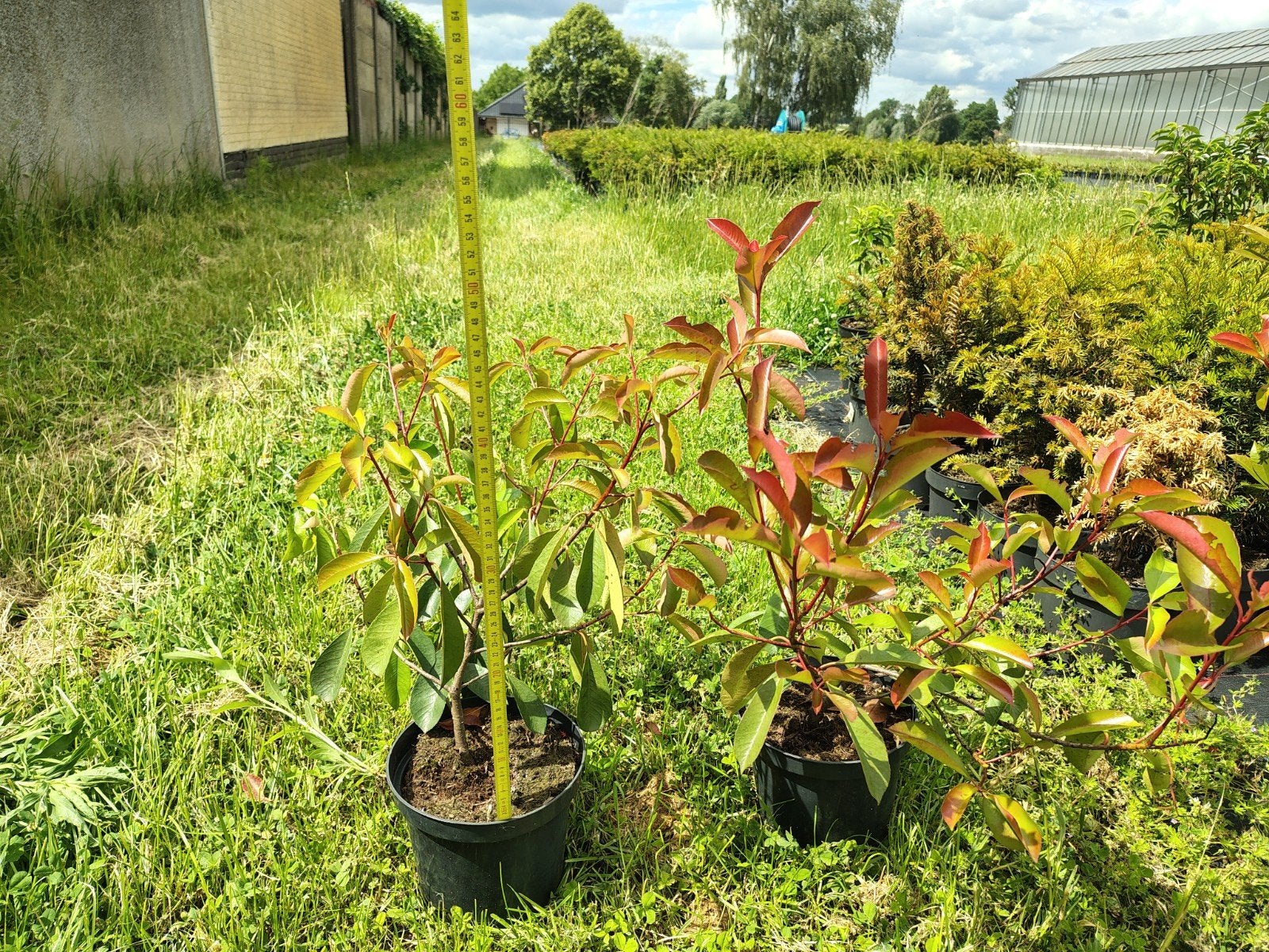 Photinia fras. 'Red Robin' C3, Tuin en Terras, Planten | Tuinplanten, Ophalen