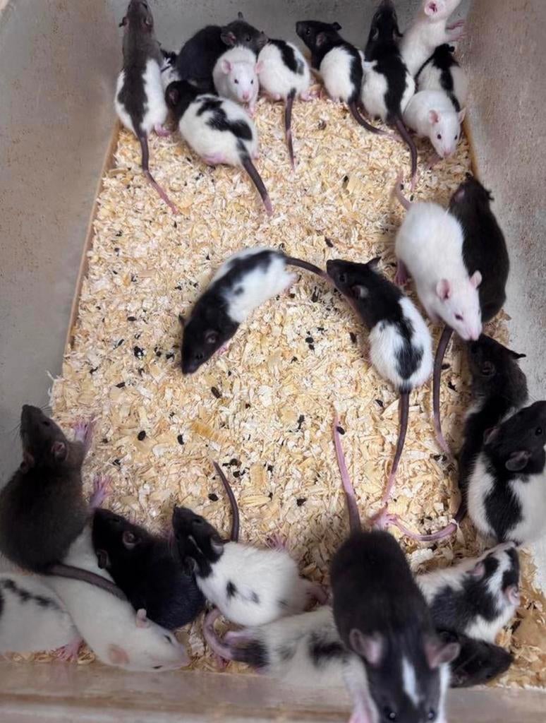 Voederratjes zowel levend als diepvries, Animaux & Accessoires, Rongeurs, Février, Plusieurs animaux, Rat