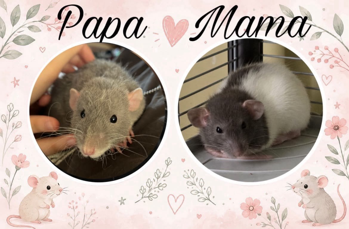 tamme ratjes, Rat, Août, Domestique, Plusieurs animaux