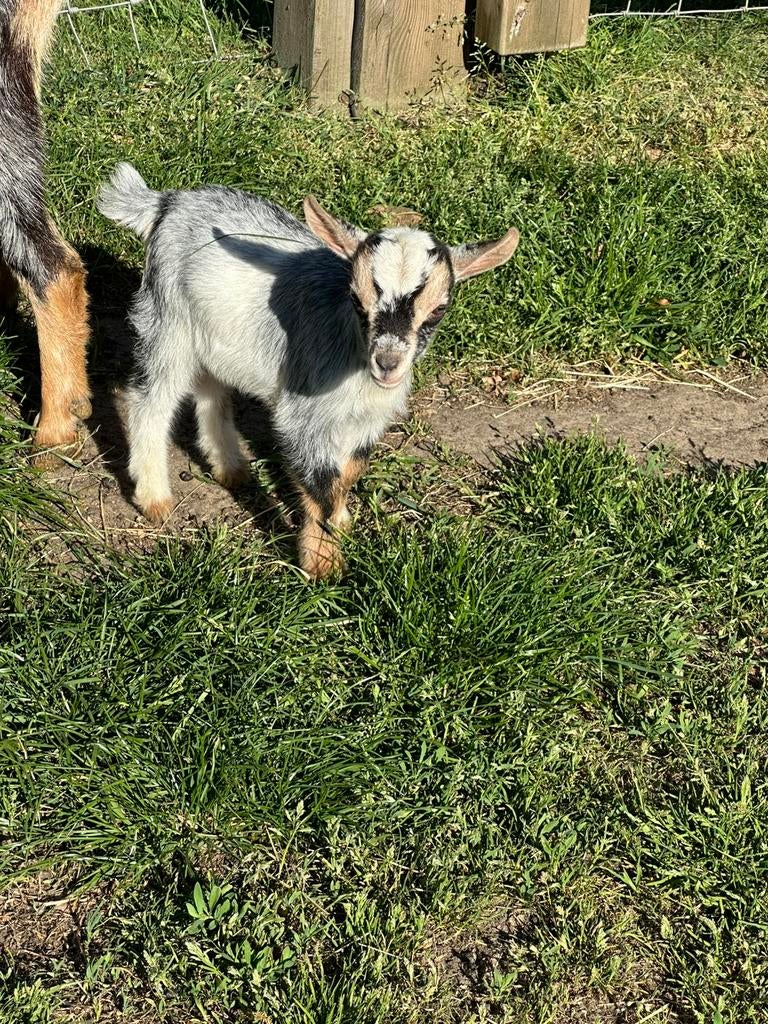 Dwerggeit hermelijn moeder met 2 lammetjes, Dieren en Toebehoren, Vrouwelijk, Geit, 0 tot 2 jaar