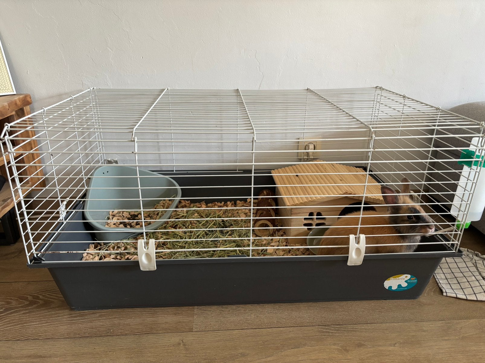 Dwergkonijntje met toebehoren, Dieren en Toebehoren, Mannelijk, Dwerg, 0 tot 2 jaar