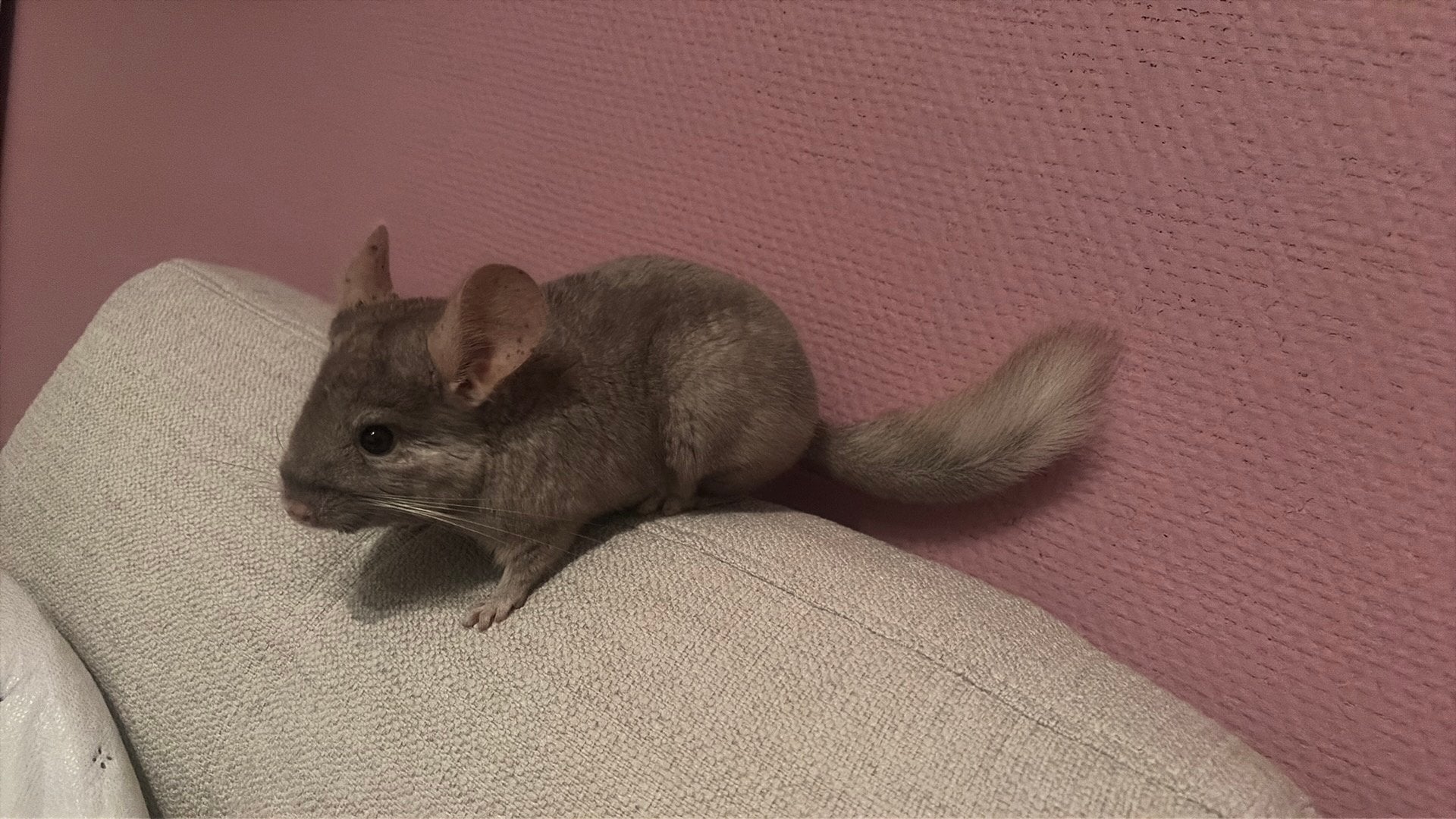 chinchilla vrouwtje met kooi, Chinchilla, Vrouwelijk, Mei, Tam