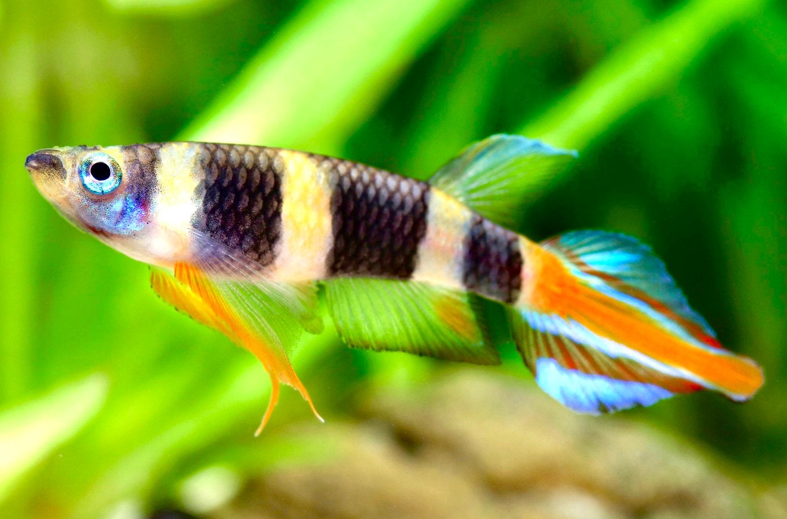 Afrikaanse Dwerg Ringband Snoek(je), Dieren en Toebehoren, Vis, Zoetwatervis, Schoolvis