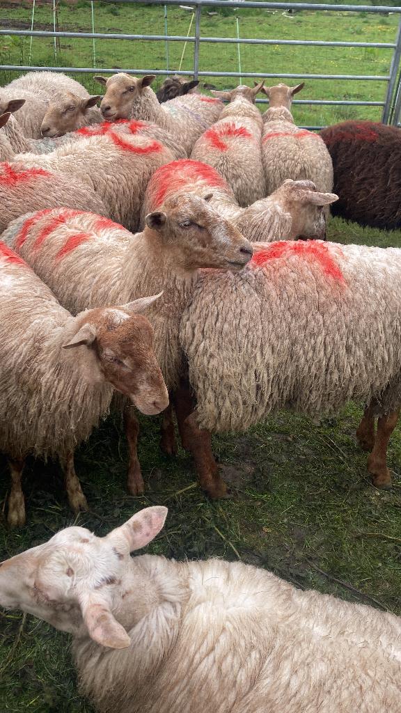 Schapen ; rammen en jonge geitebokken voor offerfeest., Mâle, Mouton, 0 à 2 ans