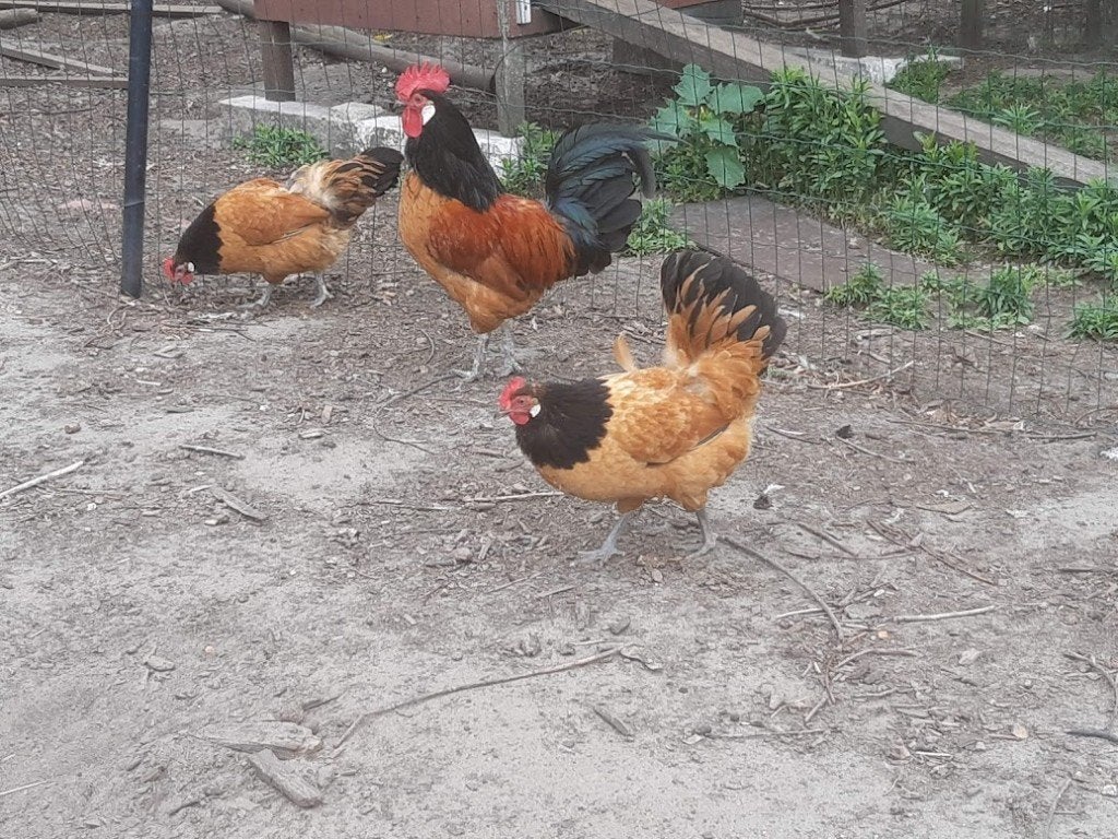 broedeieren vorwerk kippen, Dieren en Toebehoren