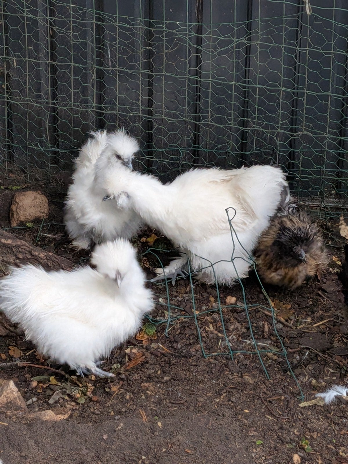 prachtige zijdehoentjes, Dieren en Toebehoren, Pluimvee