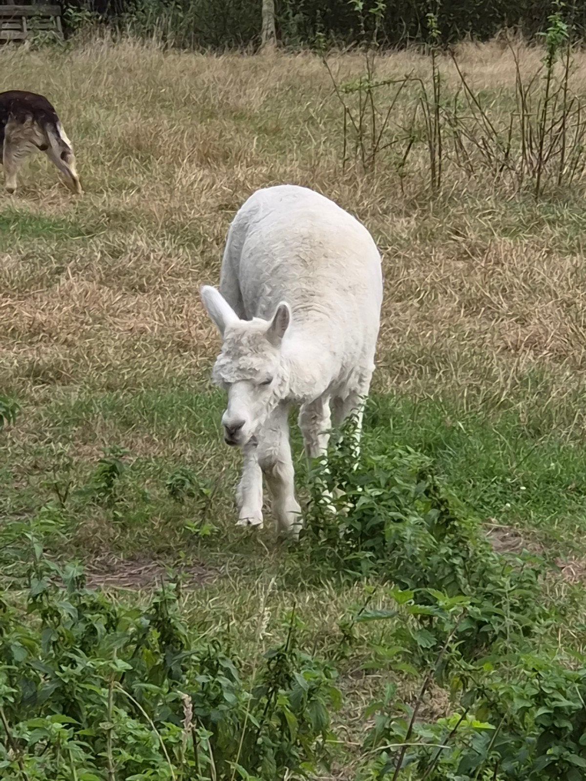 Paco,, Dieren en Toebehoren, Schapen, Geiten en Varkens, Geit, 0 tot 2 jaar
