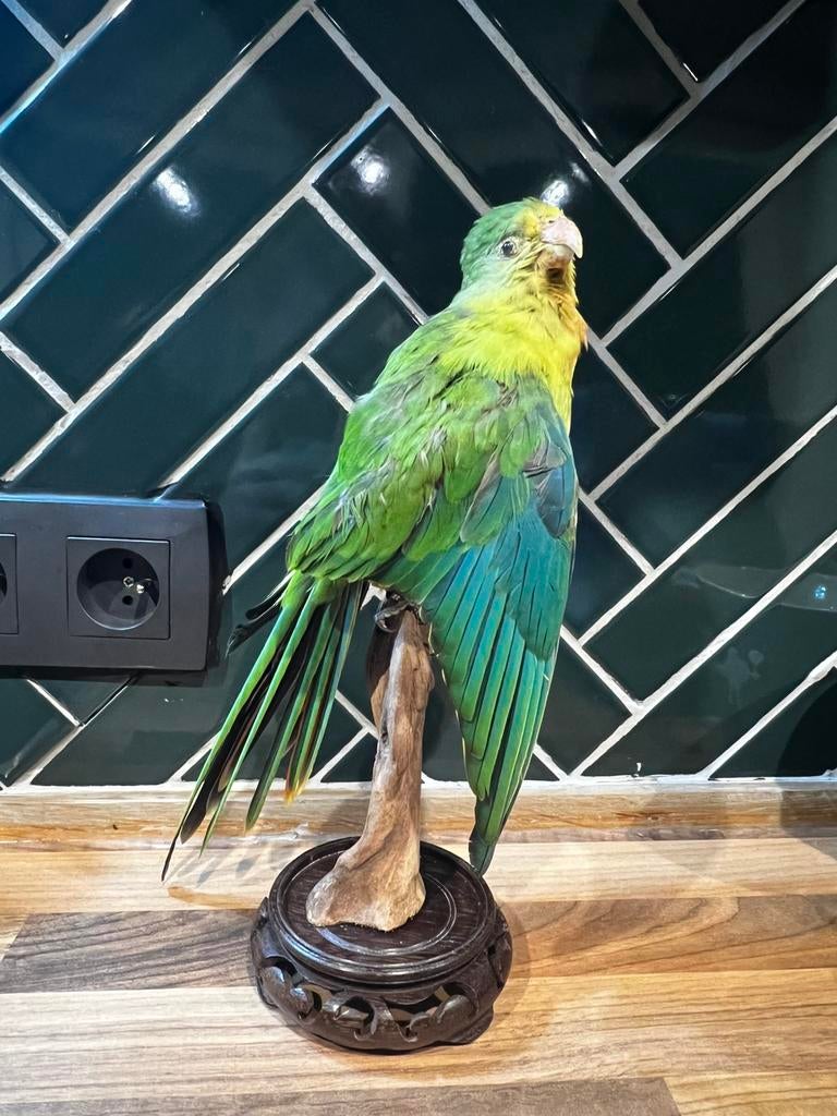 Nieuwe opgezette rosella parkiet, Perruche