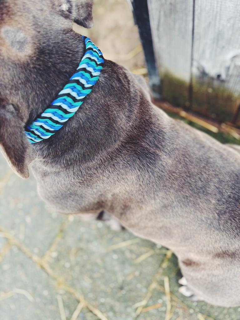 Opmaat gemaakte hondenhalsband Chilla Ice Wave, Ophalen of Verzenden, Handgemaakt, Nieuw