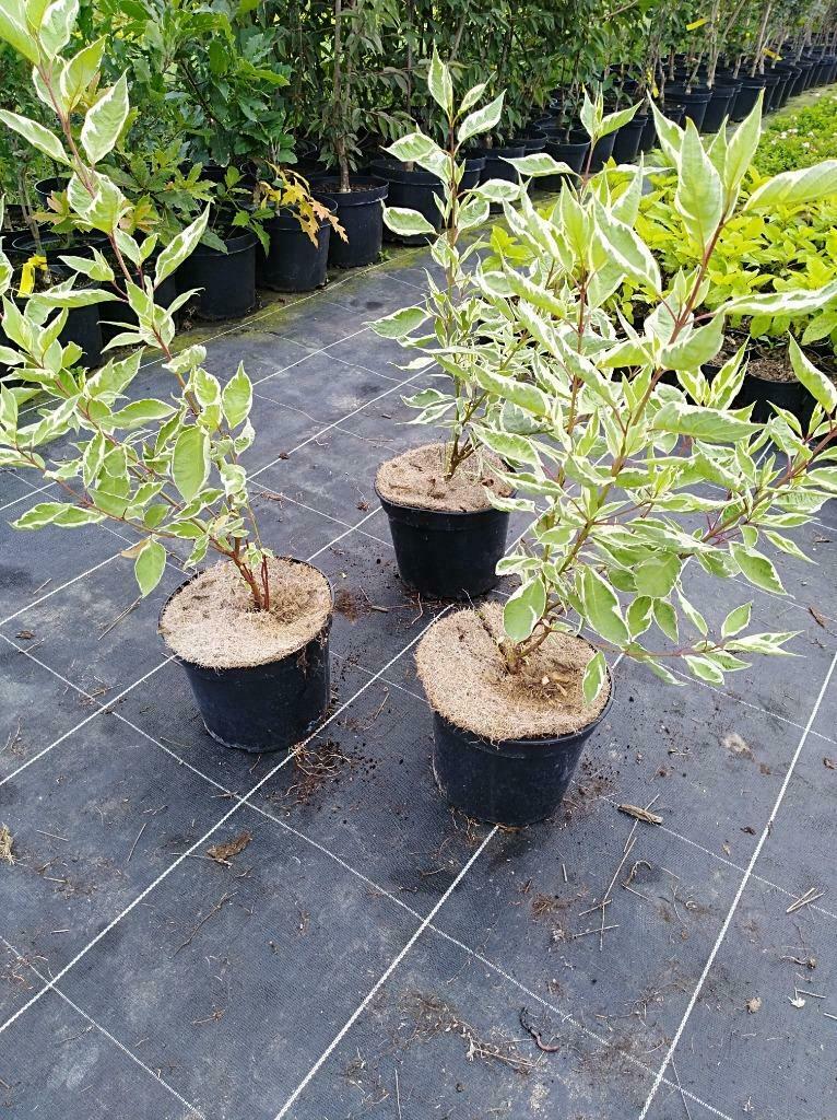 Witbonte kornoelje (Cornus Elegantissima) Sierstruik, Tuin en Terras, Planten | Tuinplanten, Ophalen, Lente, Vaste plant, Halfschaduw