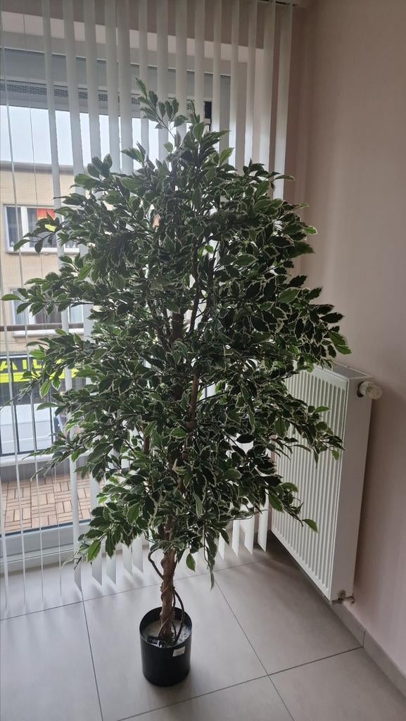 Kunstplant 180 hoog royale ficus afhalen in Blankenberge, Enlèvement, Comme neuf