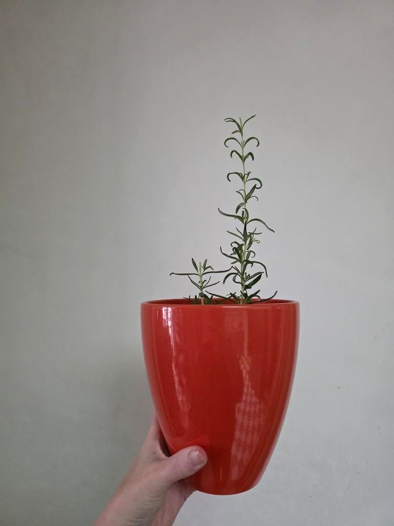 Rode bloempot / cachepot, Maison & Meubles, Accessoires pour la Maison | Vases, Enlèvement ou Envoi, Neuf, Rouge
