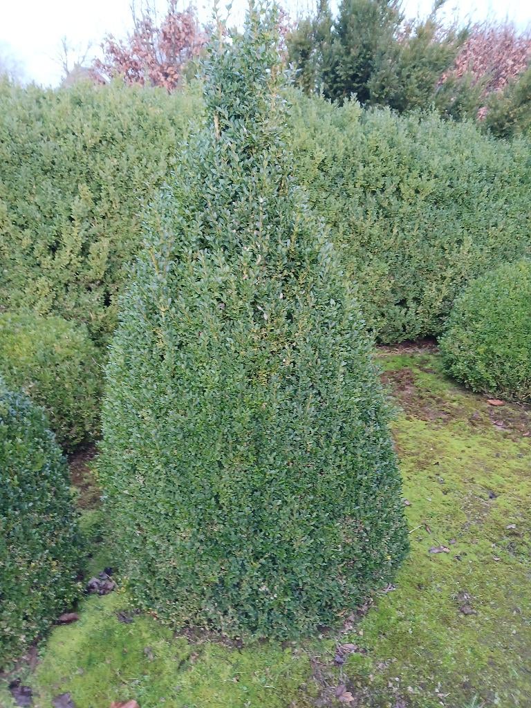 buxus, Ophalen, Buxus, Haag, 100 tot 250 cm