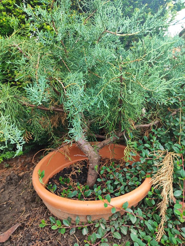 startplant bonsai juniperus excelsa (blauw), Bloeit niet, Halfschaduw, Overige soorten, Minder dan 100 cm