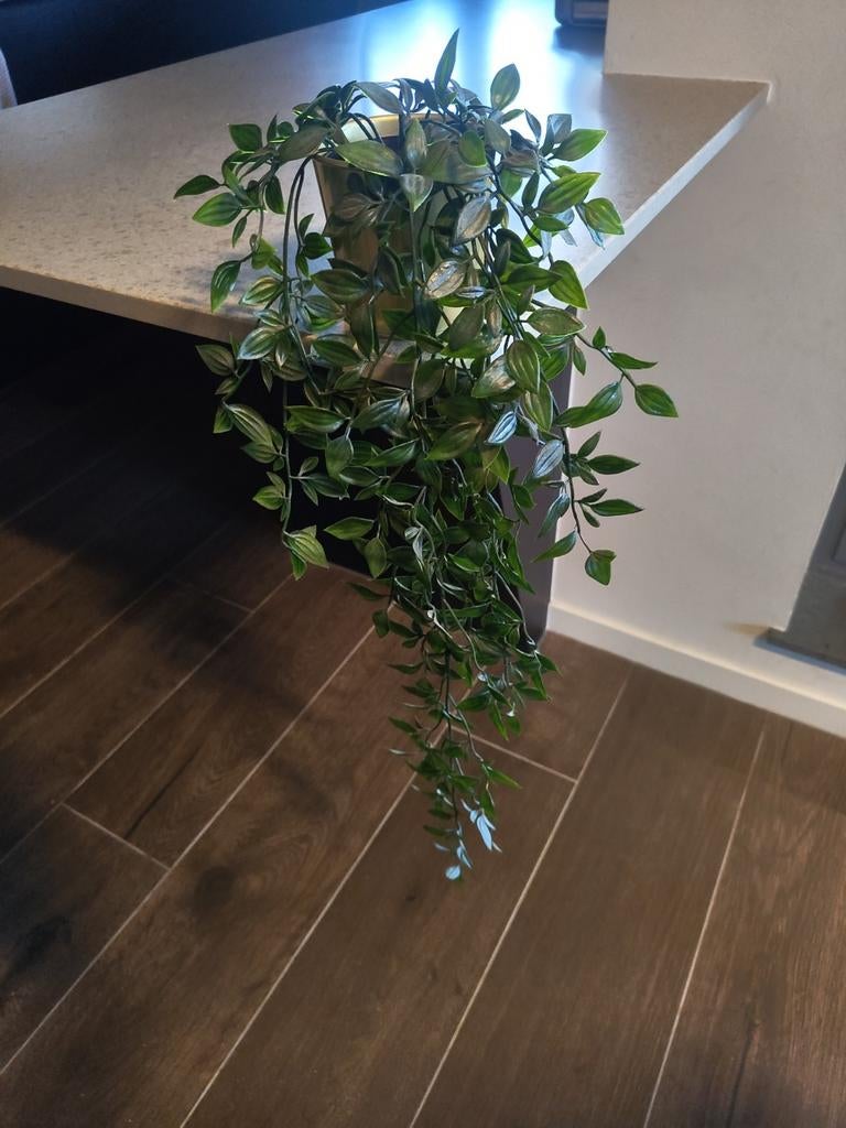 Valse hangplant (60cm), Huis en Inrichting, Kamerplanten, Ophalen