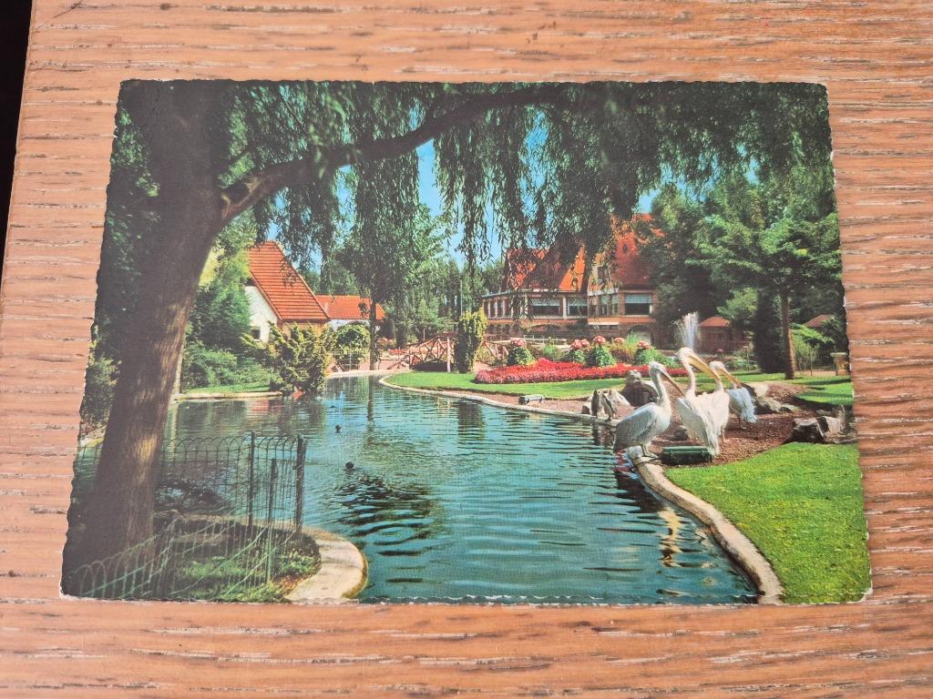 Postkaart Meli Park verblijf van de pelikanen, Ophalen of Verzenden, Ongelopen, Overige thema's