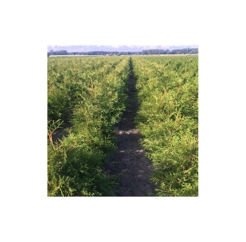 Thuja Brabant aan PROMO prijzen., Enlèvement, Taxus