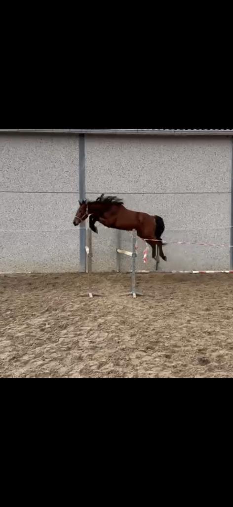 Springhengst 2023, Springpaard, Met stamboom, Hengst, 3 tot 6 jaar