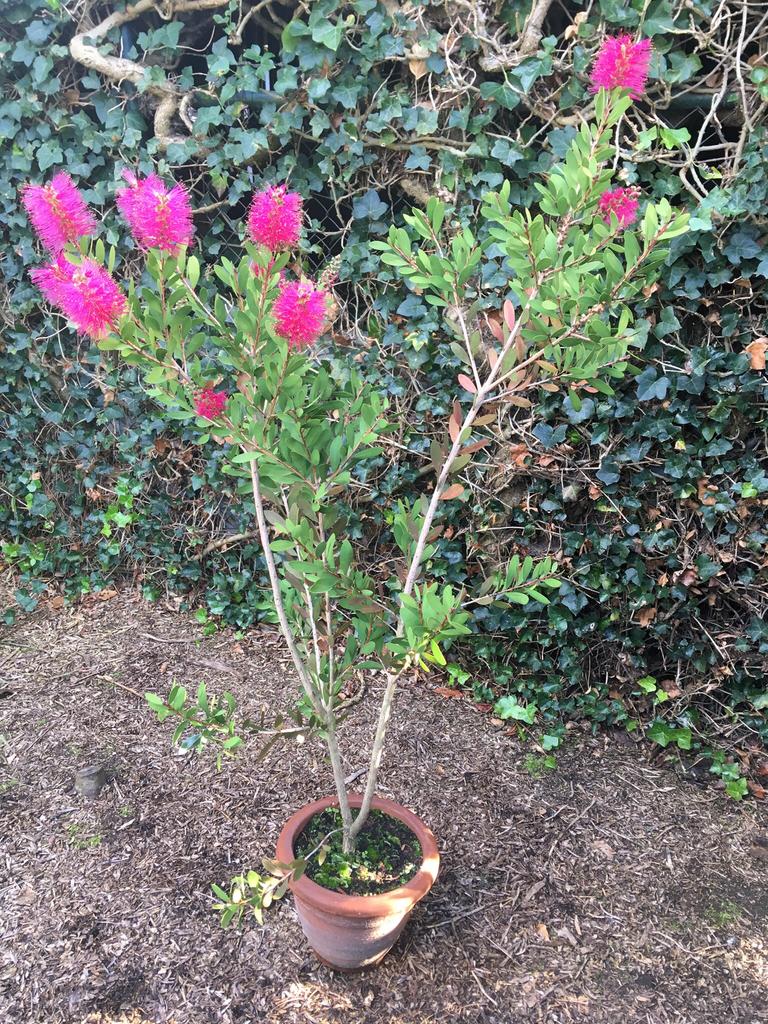 Callistemon ‘Kings Park Special’, Ophalen