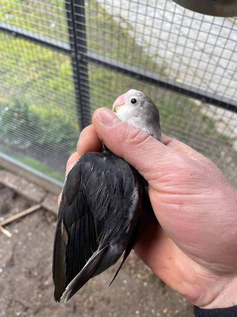 Fischeri pop, Dieren en Toebehoren