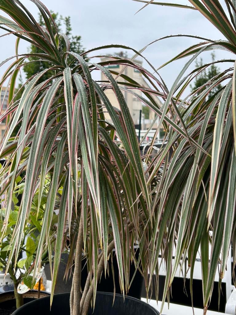 Plante de chambre (dragonnier) de 1 m de haut, Autres espèces, En pot, Enlèvement, 100 à 150 cm