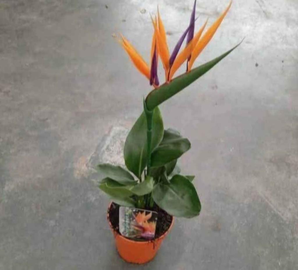 Strelitzia reginae, Enlèvement