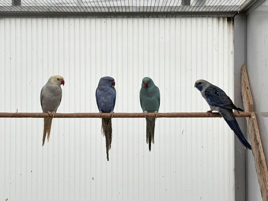 Halsbandparkieten , 2 vr en 1 man. Violet, Animaux & Accessoires, Oiseaux | Perruches & Perroquets