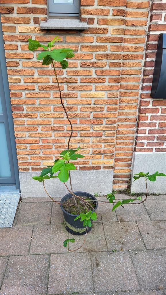 Vijgenboom (Winterhard), Tuin en Terras, Planten | Fruitbomen, Ophalen, Vijgenboom