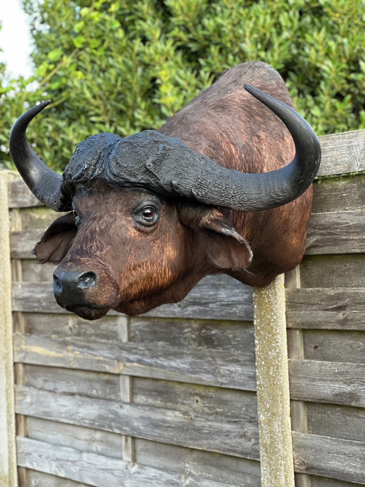 Taxidermie buffel kop, Ophalen