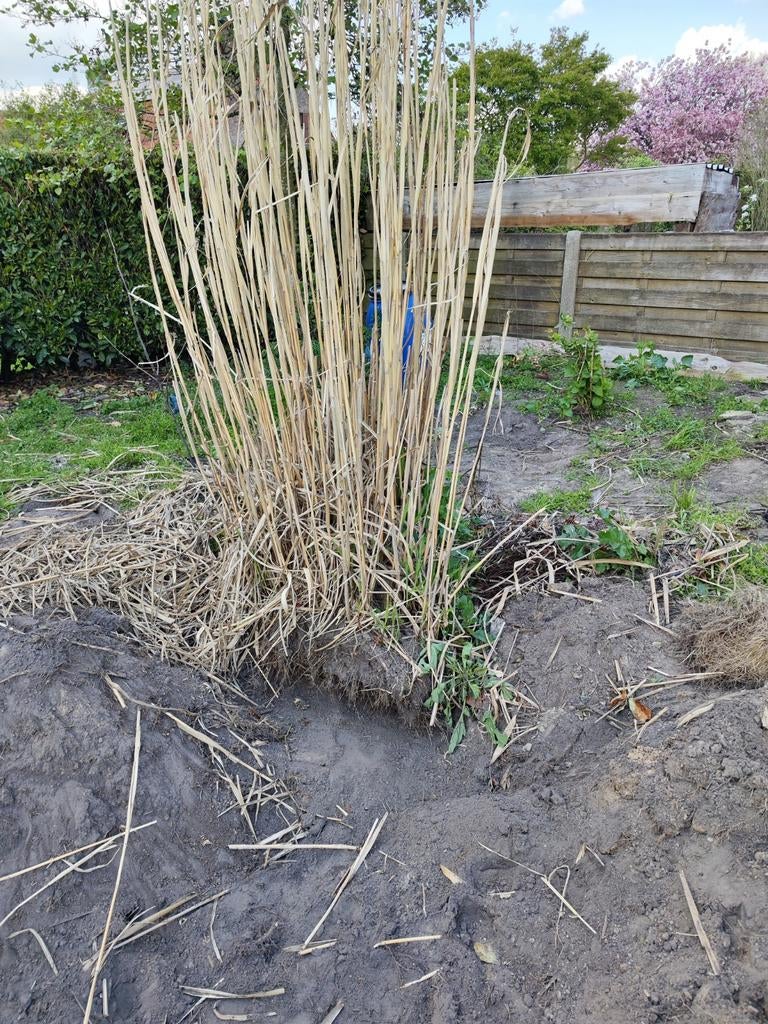 Gratis riet, Ophalen