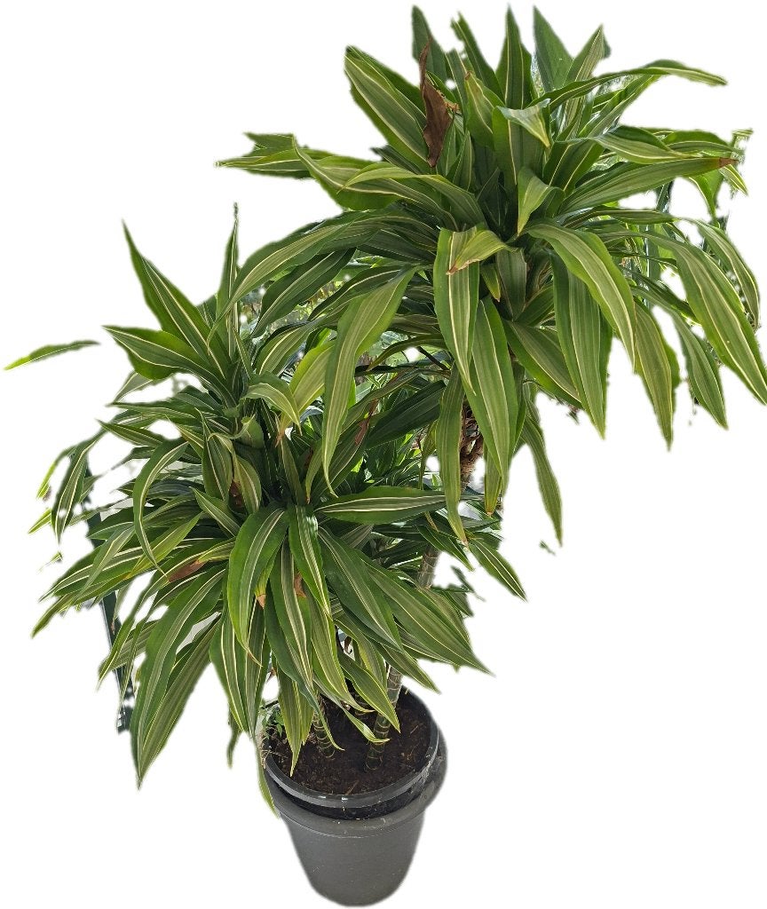 Kamerplant, Huis en Inrichting, Kamerplanten, Ophalen, 100 tot 150 cm, Overige soorten, Halfschaduw