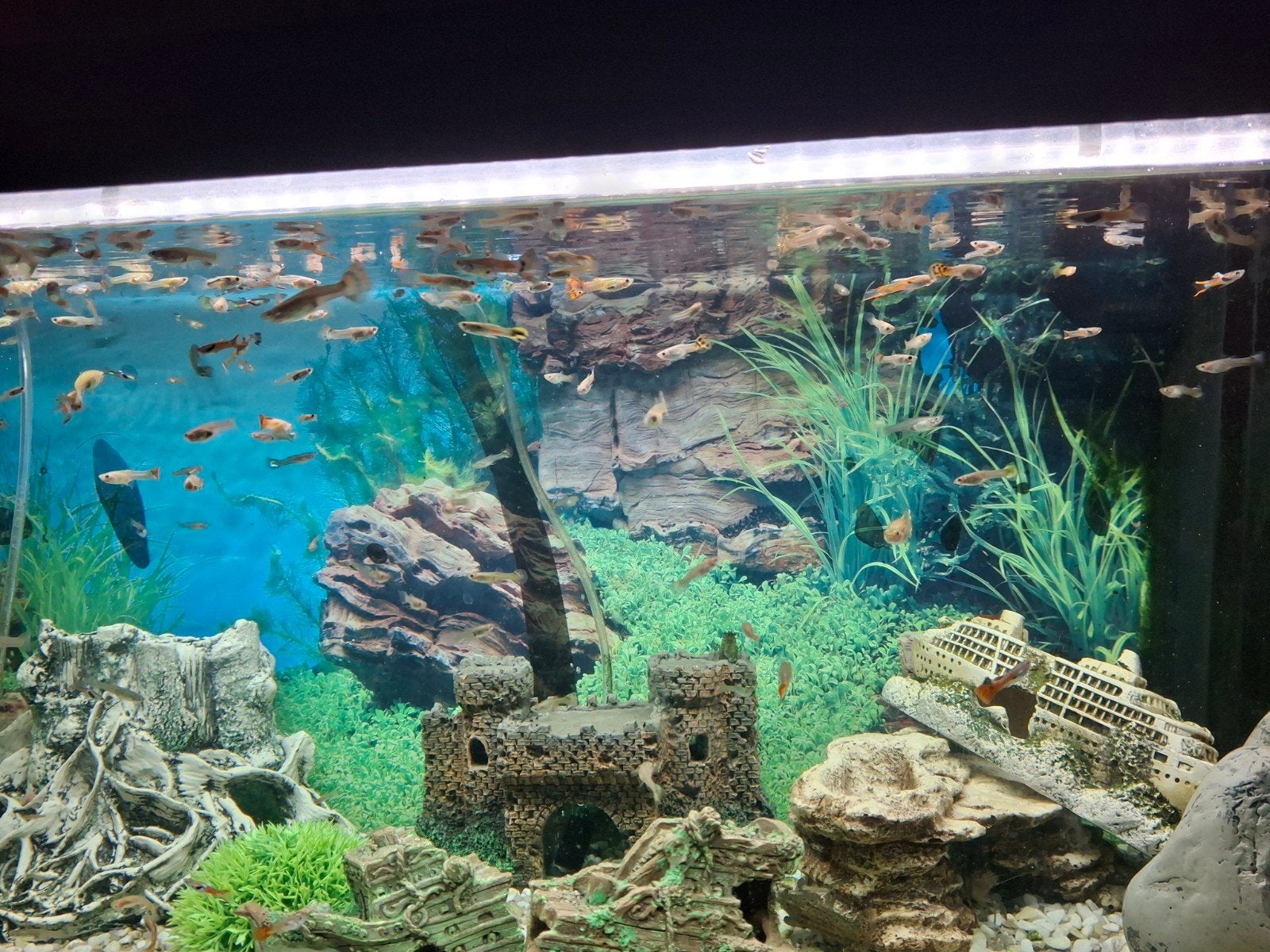 Volwassenen guppy's verschillende kleuren, Dieren en Toebehoren, Vissen | Aquariumvissen