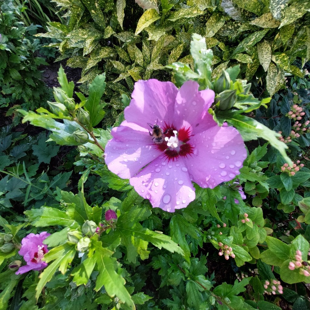 Paarse Hibiscus, Ophalen, Overige soorten, Struik, 100 tot 250 cm