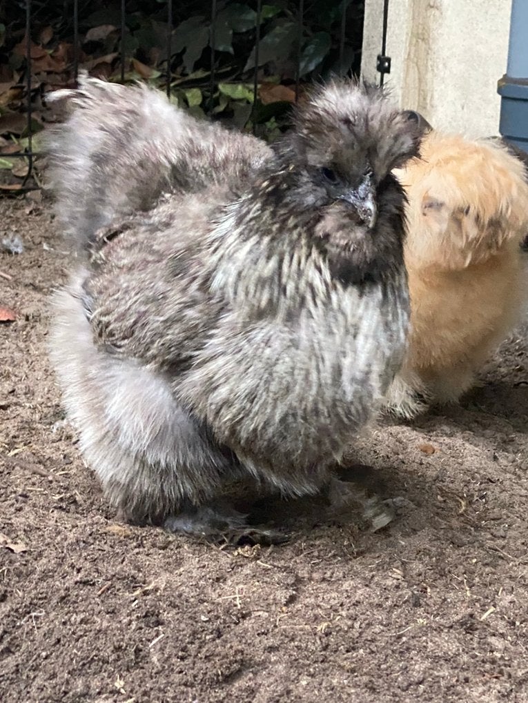 Zijdehoen hennen, Dieren en Toebehoren, Vrouwelijk, Kip