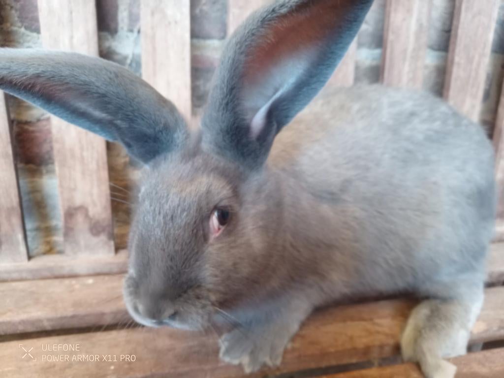 Blauw van ham, Dieren en Toebehoren