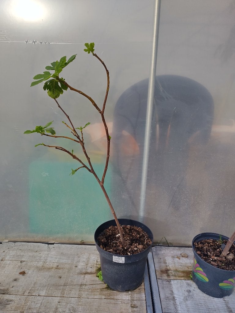 Jeune figuier 80cm, Tuin en Terras, Planten | Fruitbomen, Ophalen, Vijgenboom