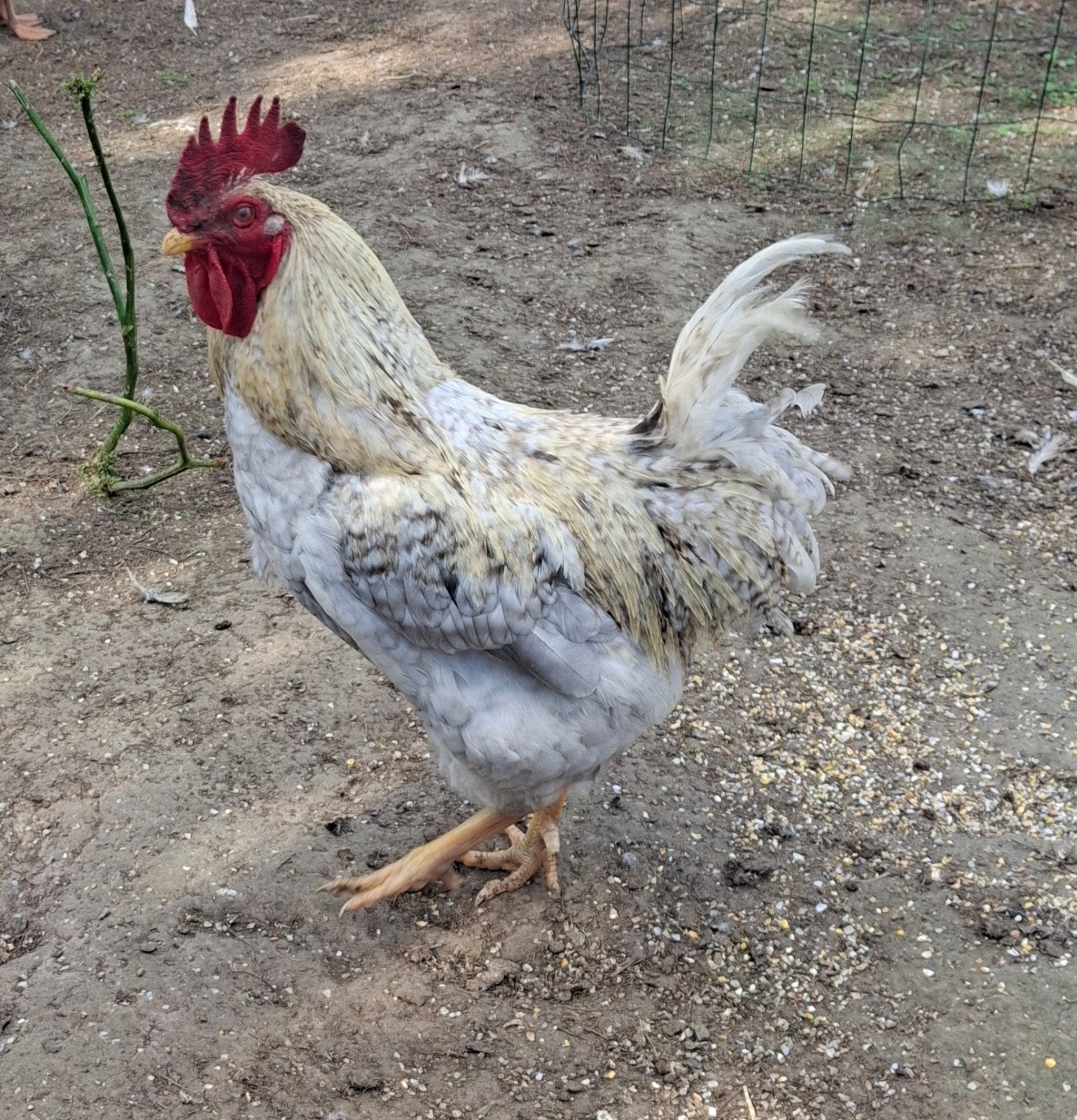 Gratis jonge haan, Dieren en Toebehoren, Mannelijk, Kip