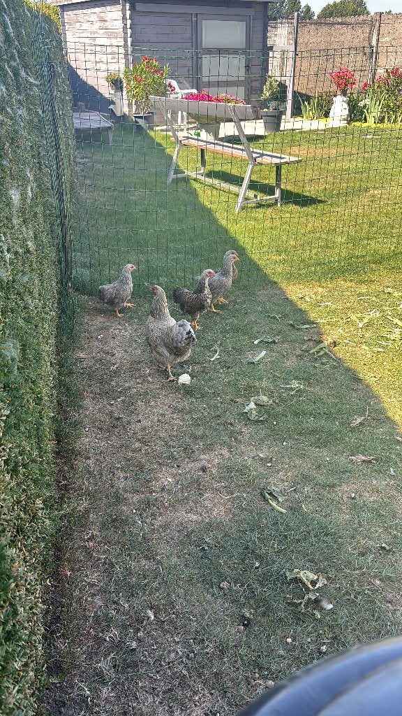 wyandotte hen met 2 kuikens, April, Geslacht onbekend