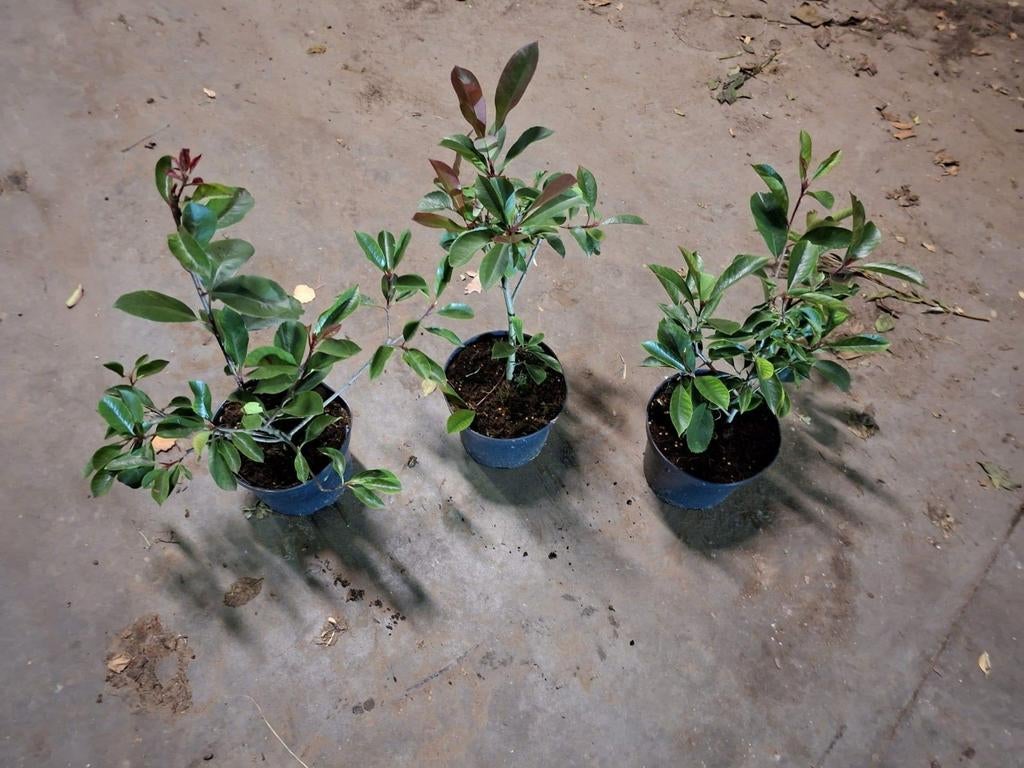 ‼️Photinia red robin aan promoprijzen ‼️, Enlèvement