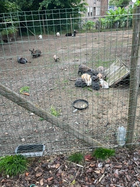 jonge konijnen, Dieren en Toebehoren, Konijnen, Meerdere dieren, Groot, Hangoor, 0 tot 2 jaar