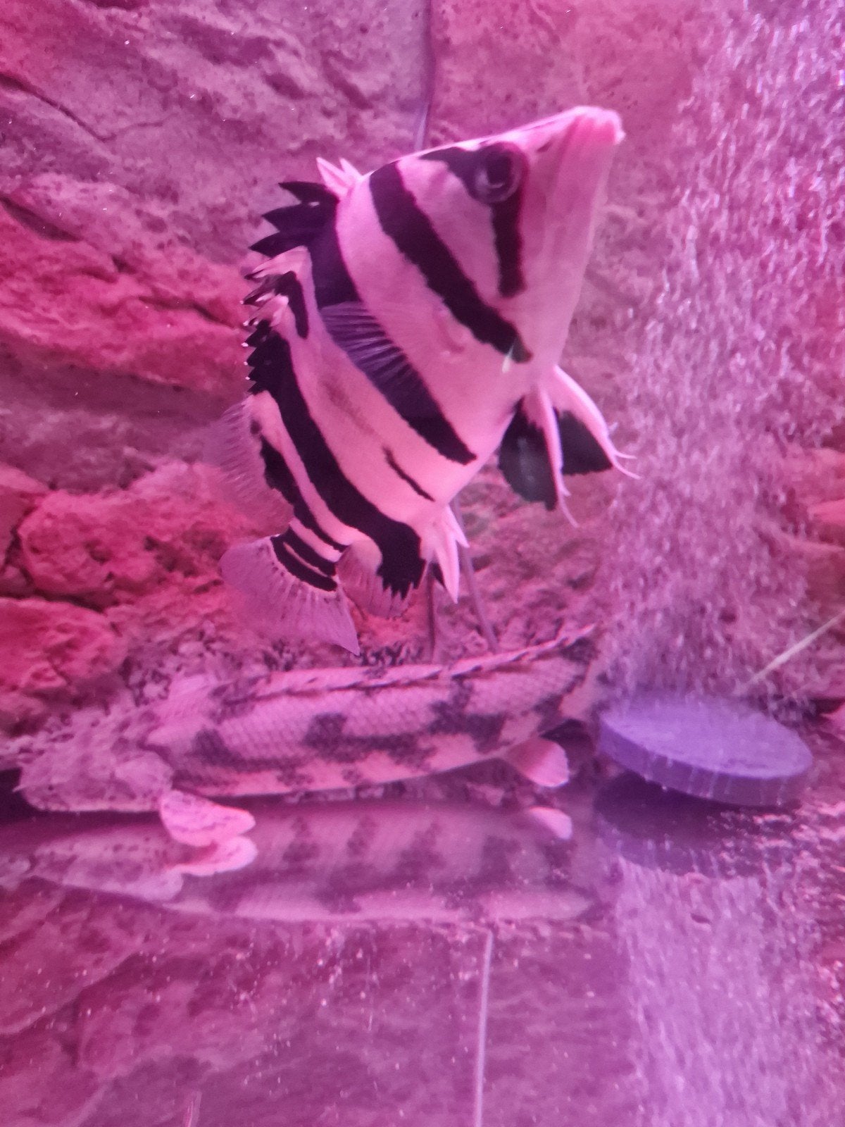 Polypterus bichir endlicherii Sumatra datnioides, Maison & Meubles, Ameublement | Revêtements de sol, Enlèvement