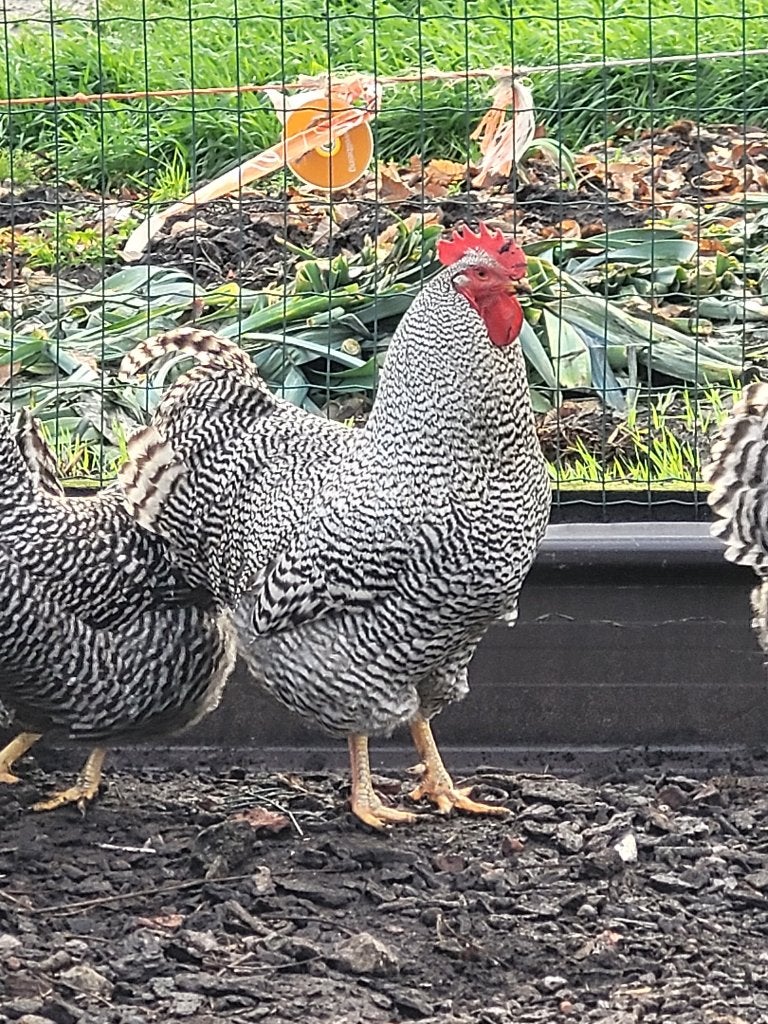 Jonge haan Amrock, Dieren en Toebehoren, Pluimvee